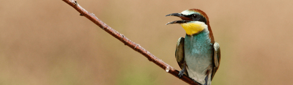 El Diapiro de Estada. Estadilla - Estada